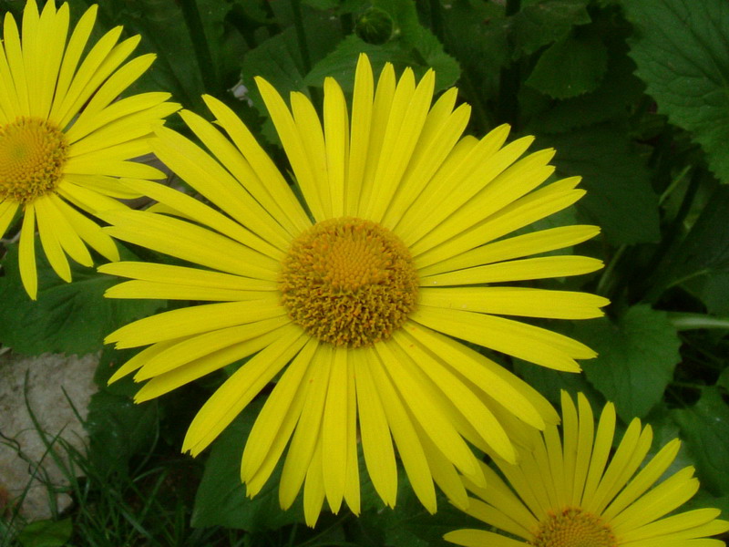 Doronicum columnae